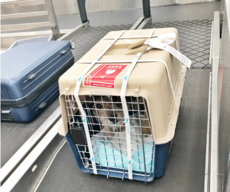 连云港宠物托运 宠物托运公司 机场宠物托运 宠物空运